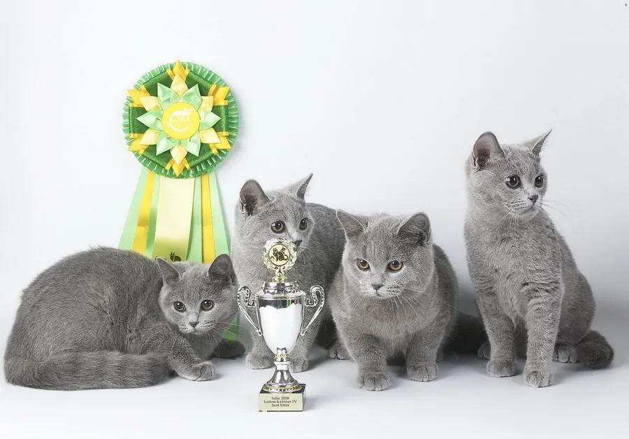 WCF Cat Show 2025